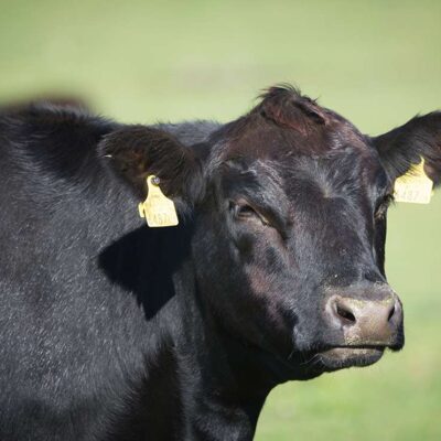Aberdeen-Angus Rind